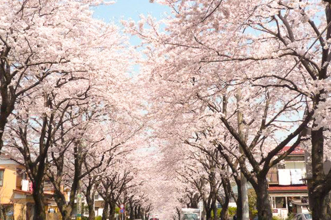 南成瀬5丁目付近の桜