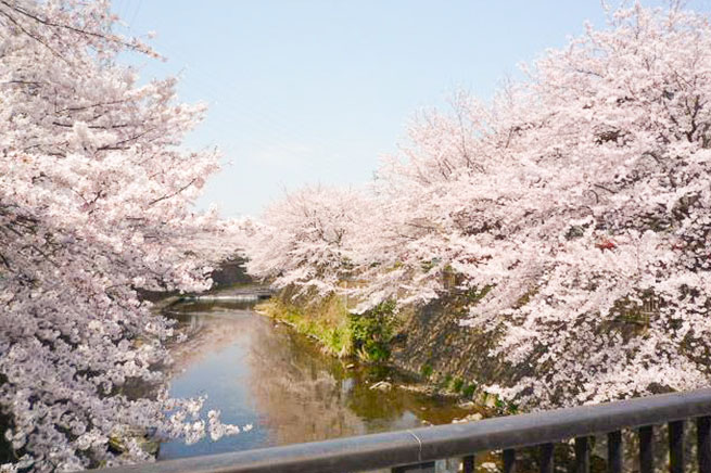 恩田川沿いの桜